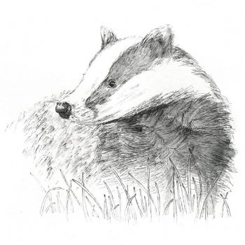 Watercolor painting of a Badger. lineo paint brush makers. Badger hair for brush making.