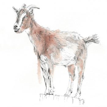Painting of a Goat - lineo paint brush makers - goat hair for brush making