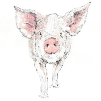 Painting of a pig - lineo brush makers - hog bristle for brush making