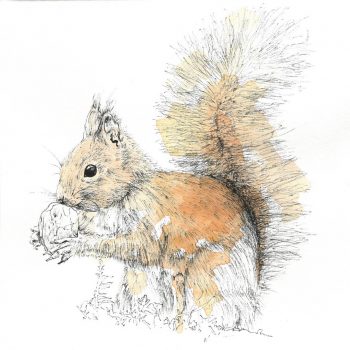 Watercolor painting of a squirrel - lineo paint brush makers - squirrel hair for brush making