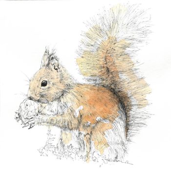 Watercolor painting of a squirrel - lineo paint brush makers - squirrel hair for brush making